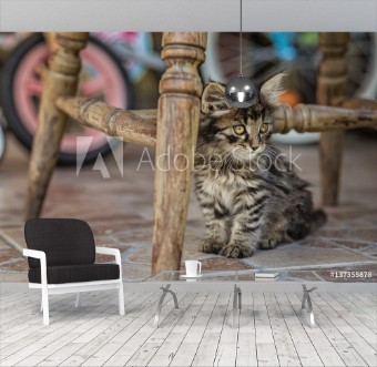 Picture of Cat in the garden